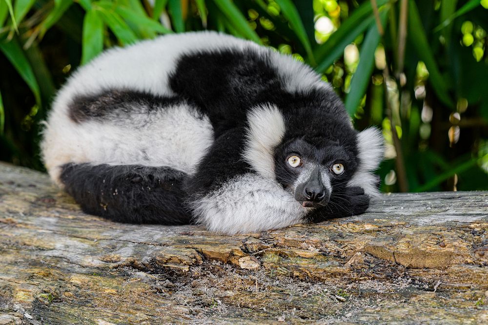 Black and white ruffed lemur.