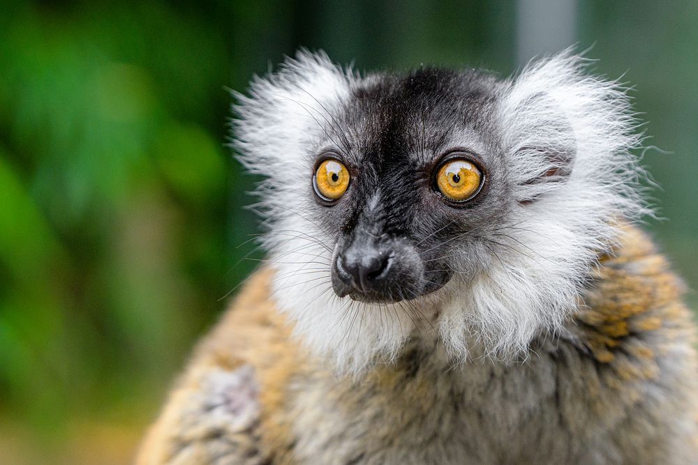 Black lemur, primate wild animal.