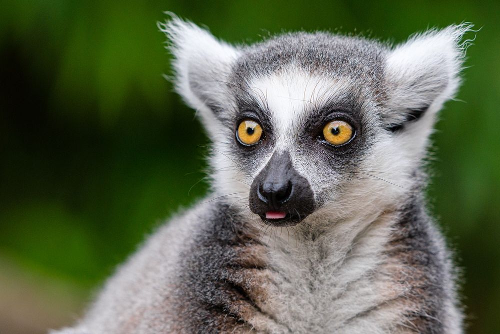 Ring-tailed lemur, primate wildlife.