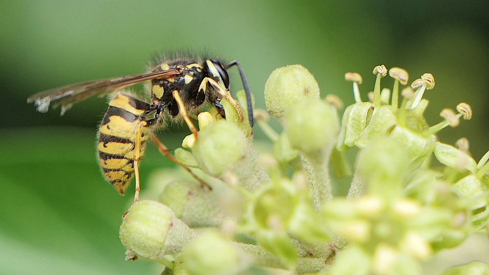 Vespula Vulgaris, Gemeine Wespe, Insect. 