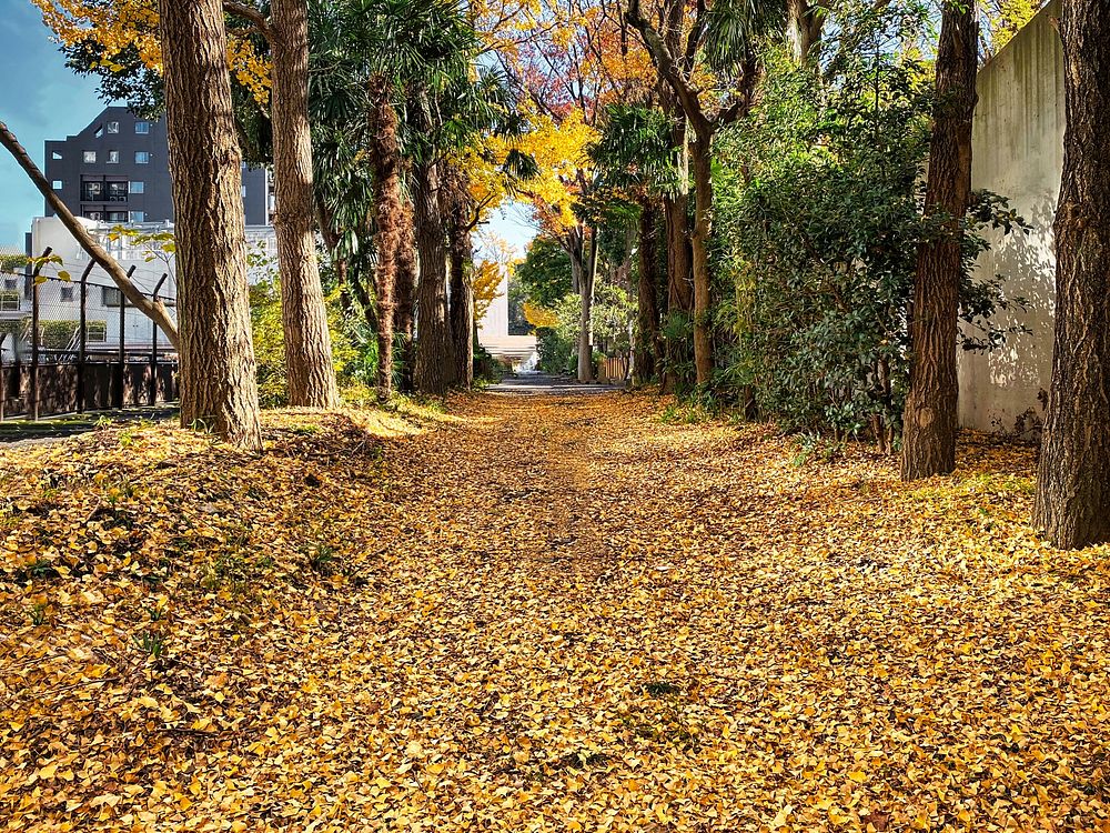 Yellow Leaf-Covered Road, Tokyo, JapanLooking down a road lined by trees and covered in fallen yellow leaves in autumn next…