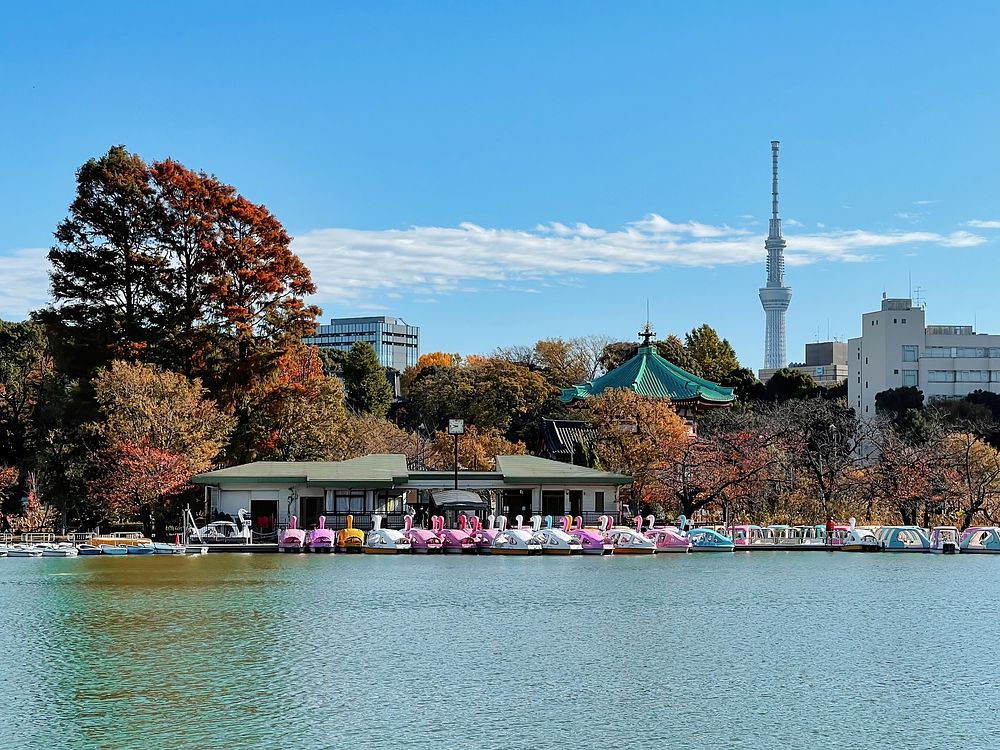 Rental Boats, Ueno Park, Tokyo, JapanAutumn at Shinobazu Pond, Ueno Park, Taito City, Tokyo, Japan. You can rent various…