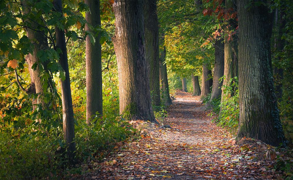 Nature forest path, woods walkway.