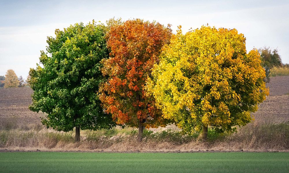 Autumn colours, countryside triple trees.