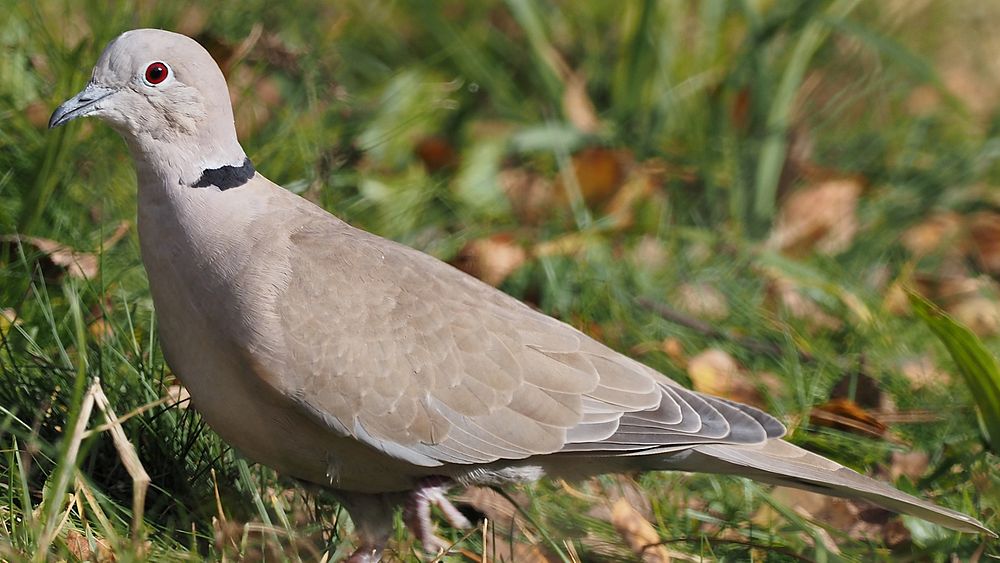 Family Columbidae (Doves & Pigeons, Tauben)