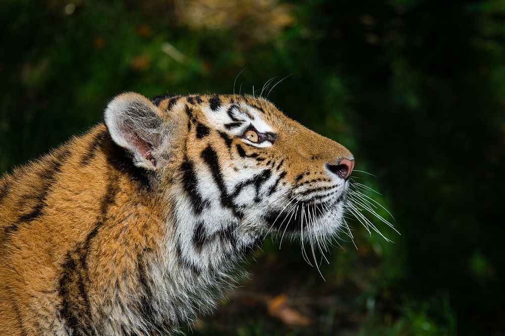 Striped tiger portrait, carnivore wildlife.