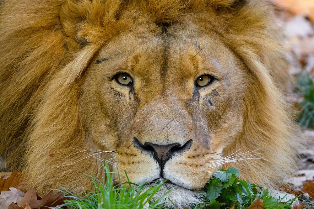 Male lion portrait, carnivore wildlife.