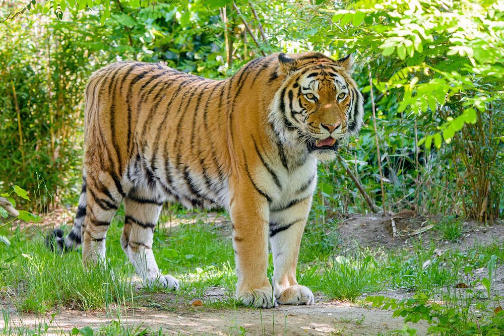 Standing striped tiger, carnivore wildlife.