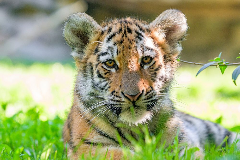 Baby striped tiger, carnivore wildlife.