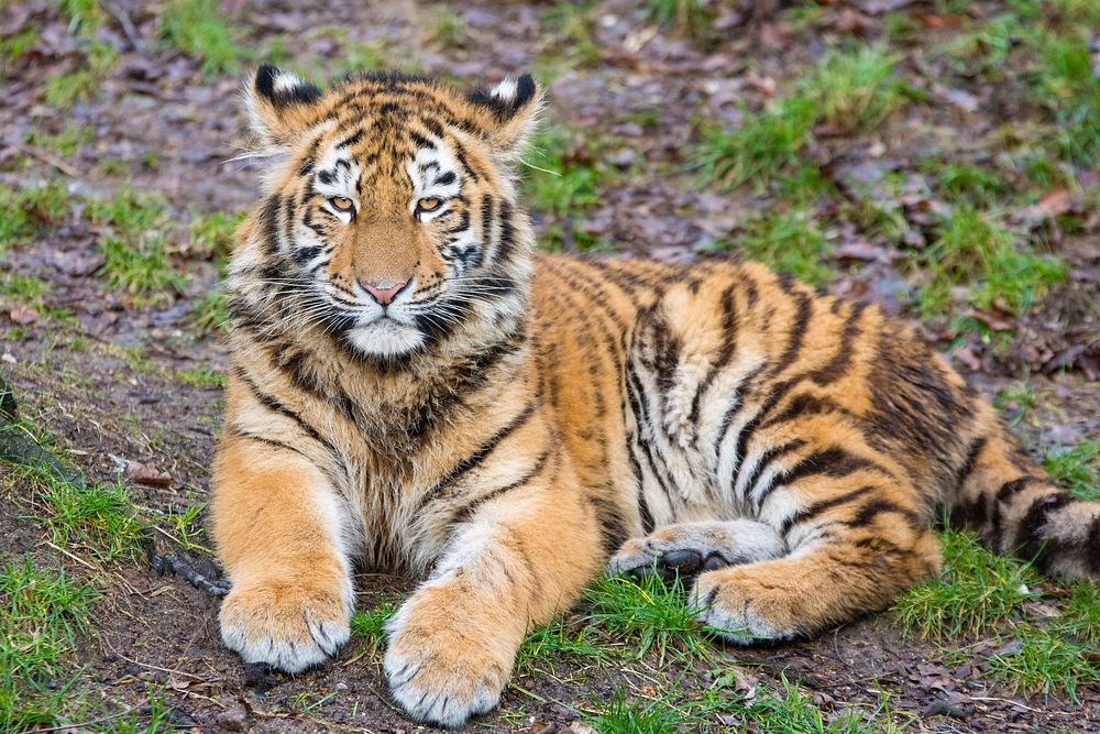 Laying striped tiger, carnivore wildlife.