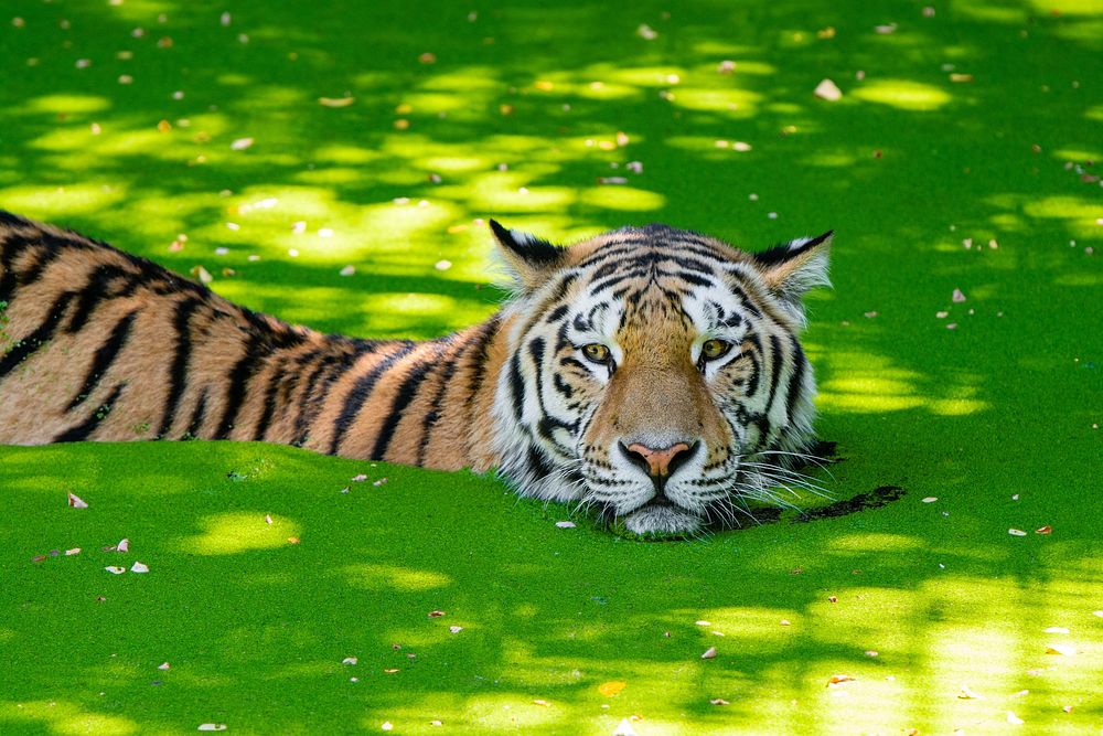 Swimming striped tiger, carnivore wildlife.
