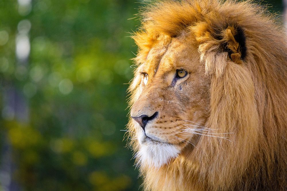 Male lion portrait, carnivore wildlife.