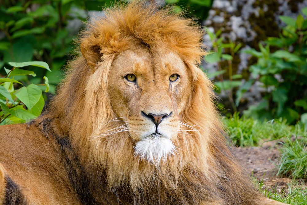 Male lion portrait, carnivore wildlife.