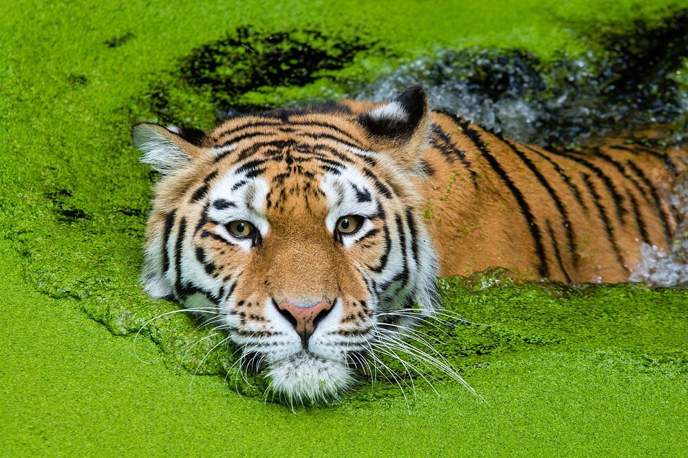 Striped tiger portrait, carnivore wildlife.