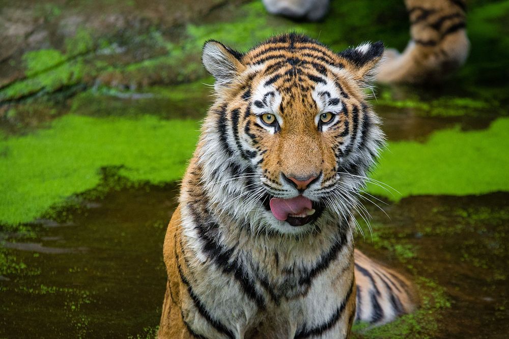 Striped tiger portrait, carnivore wildlife.