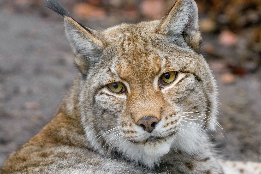 Lynx, wild cat, carnivore animal.