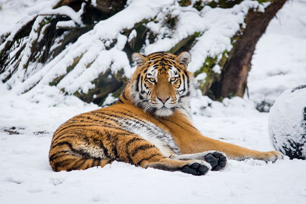 Laying striped tiger, carnivore wildlife.