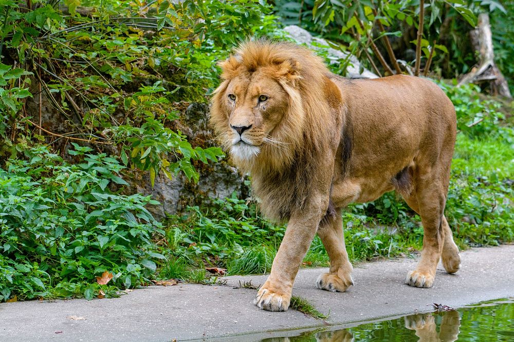 Male lion walking, carnivore wildlife.