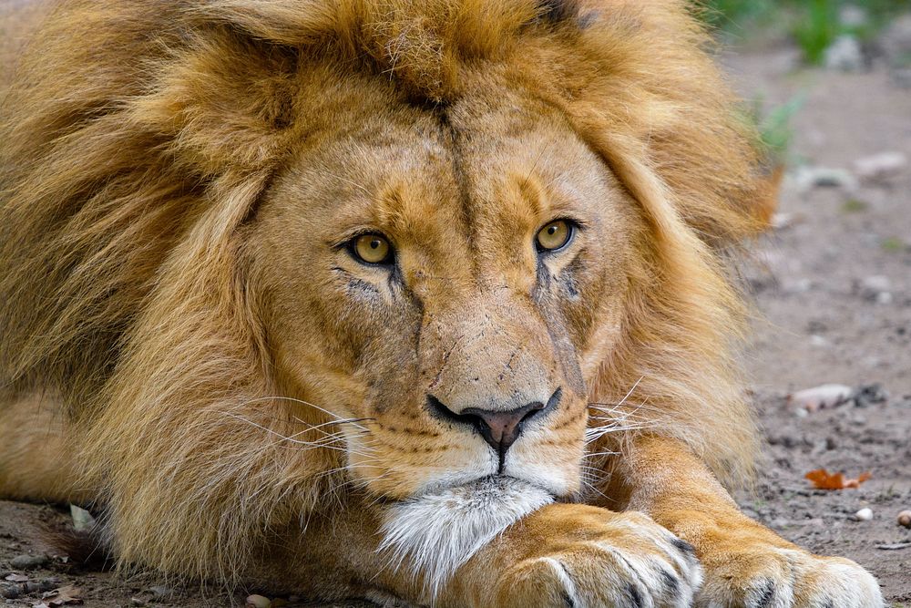 Male lion portrait, carnivore wildlife.