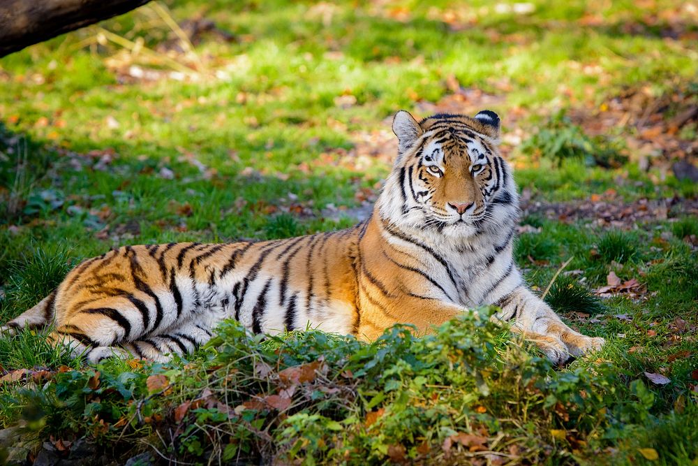 Striped tiger laying, carnivore wildlife.