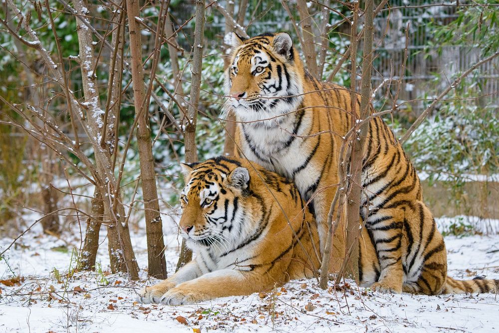 Striped tiger pair, carnivore wildlife.