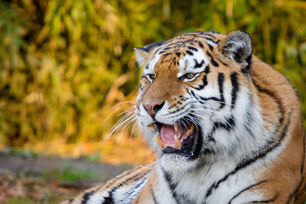 Striped tiger roar, carnivore wildlife.