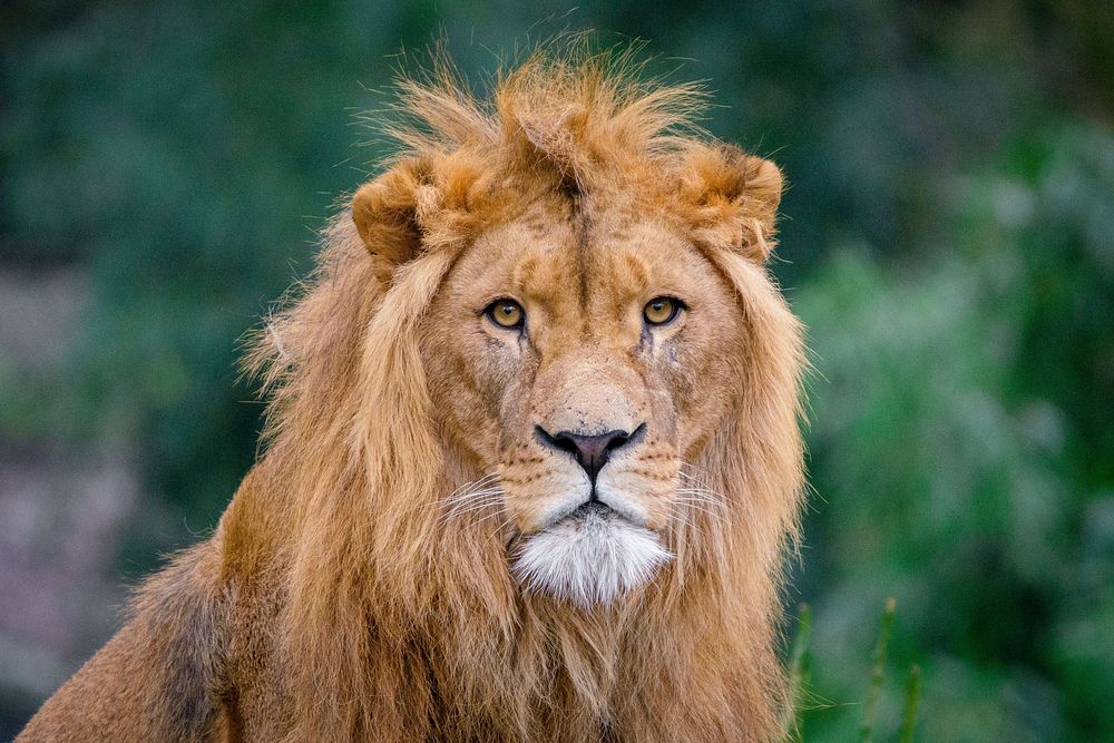 Male lion portrait, carnivore wildlife.