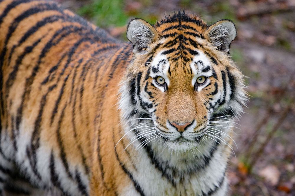 Striped tiger portrait, carnivore wildlife.