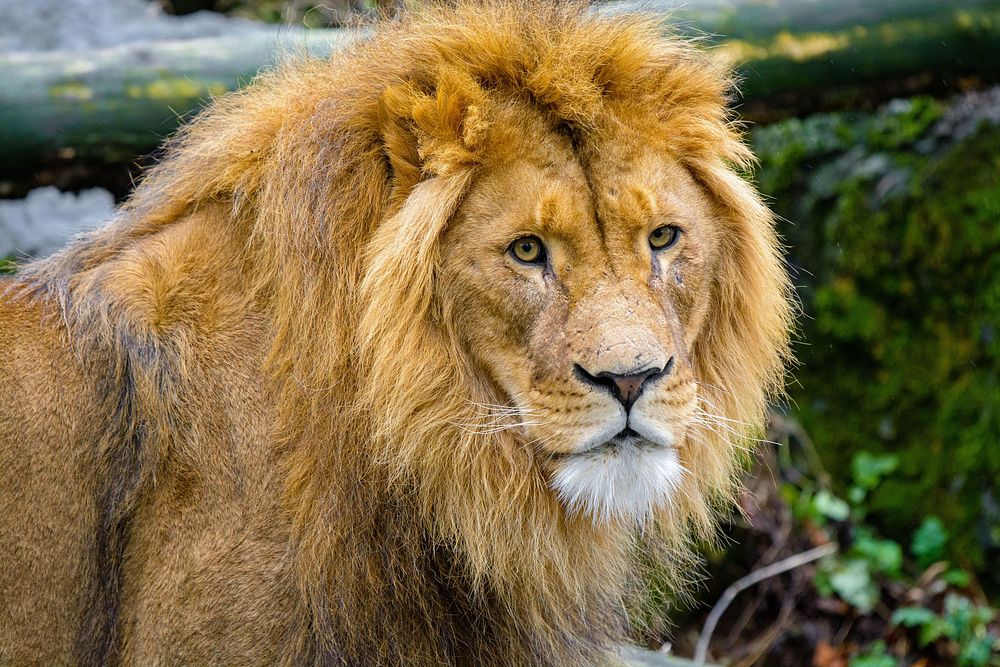 Male lion portrait, carnivore wildlife.