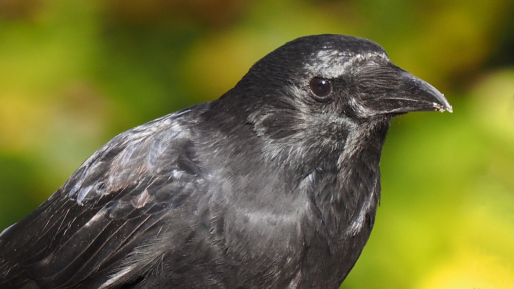 Rabenkr&auml;he, black crow bird portrait.