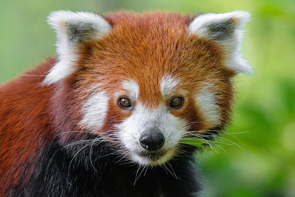 Red panda, endangered herbivore wildlife. | Free Photo - rawpixel