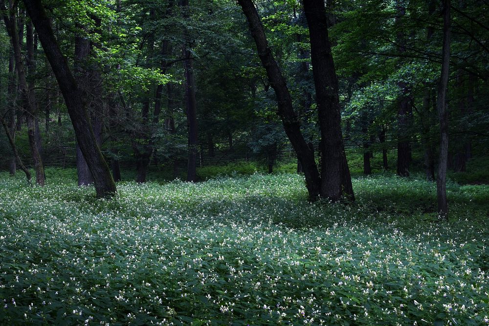 Forest, green nature, blooming grassland.