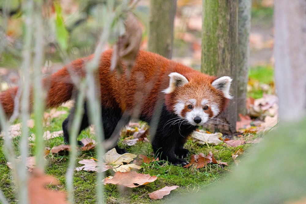 Red panda, endangered herbivore wildlife.