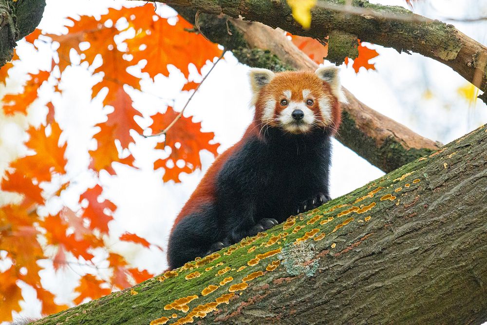 Red panda