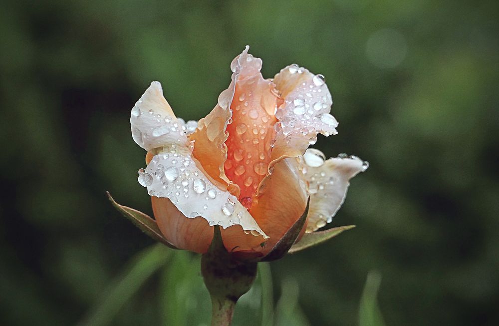 Rain drops nature, rose flower.
