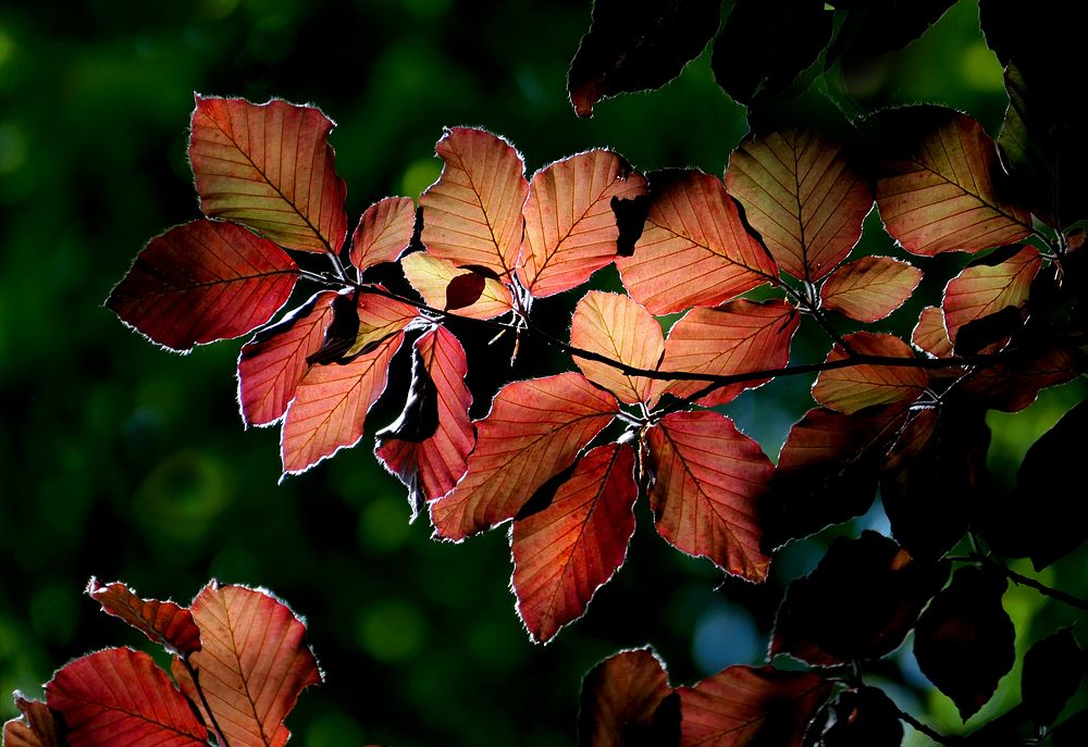 Copper Beech, spring tree leaves.