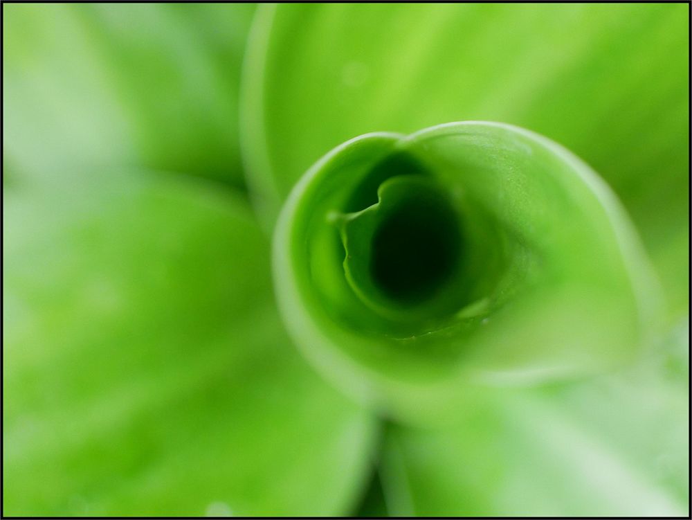 Spiral green leaves, nature plant.