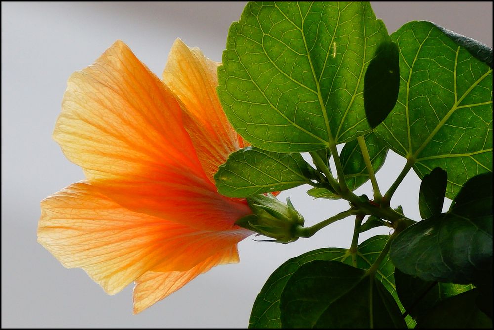 Orange hibiscus blooming flower.