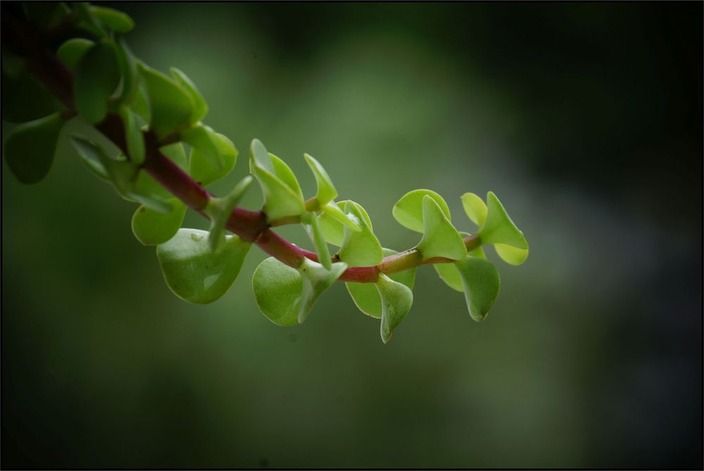 Portulacaria afra, african plant leaves.