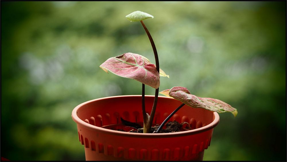 Potted plant, red Syngonium leaves.