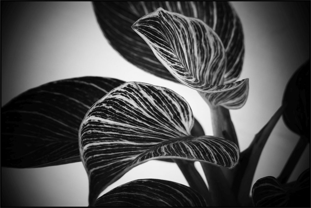 Black, white striped Syngonium leaves.