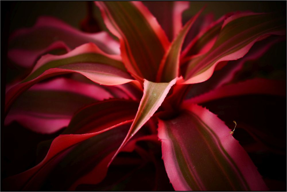 Red bromelioides leaves, aesthetic plant.