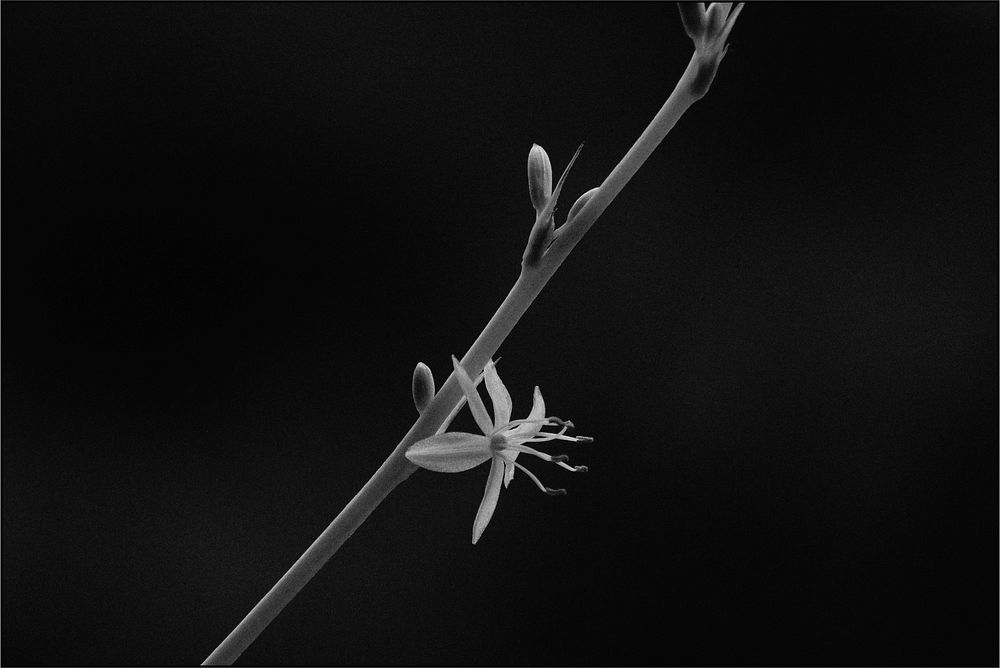 Black, white Spider plant flower.