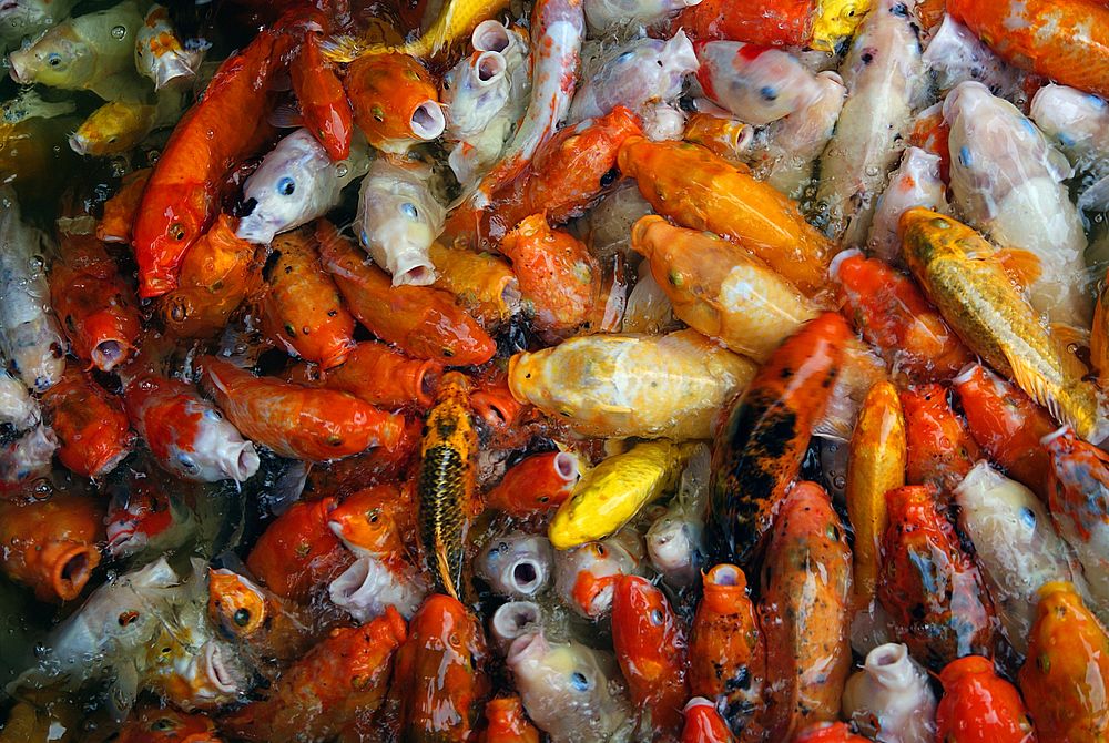 Feeding Japanese Koi fish carpet.