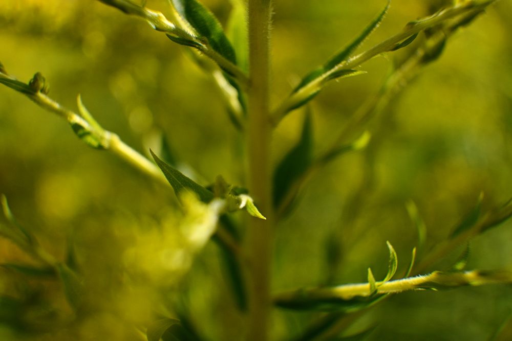 Goldenrod, flowering plant branches.