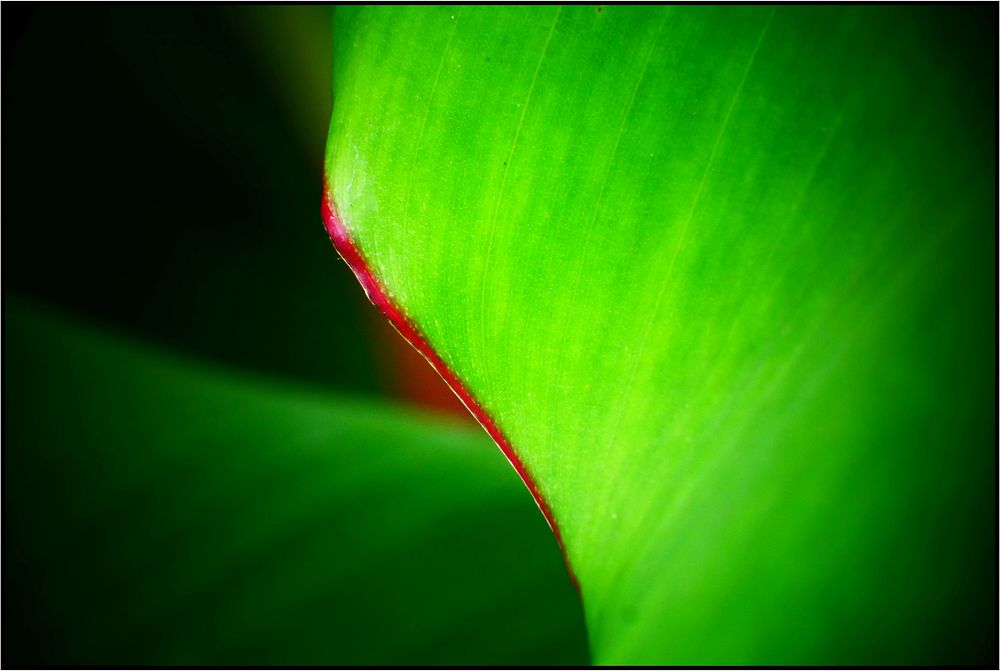Banana leaf, aesthetic green nature.