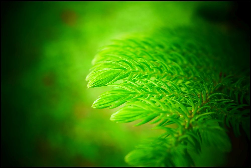 Norfolk plant, aesthetic green nature.