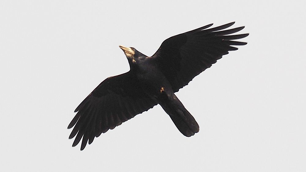 Saatkrähe Flugbild, flying black bird.