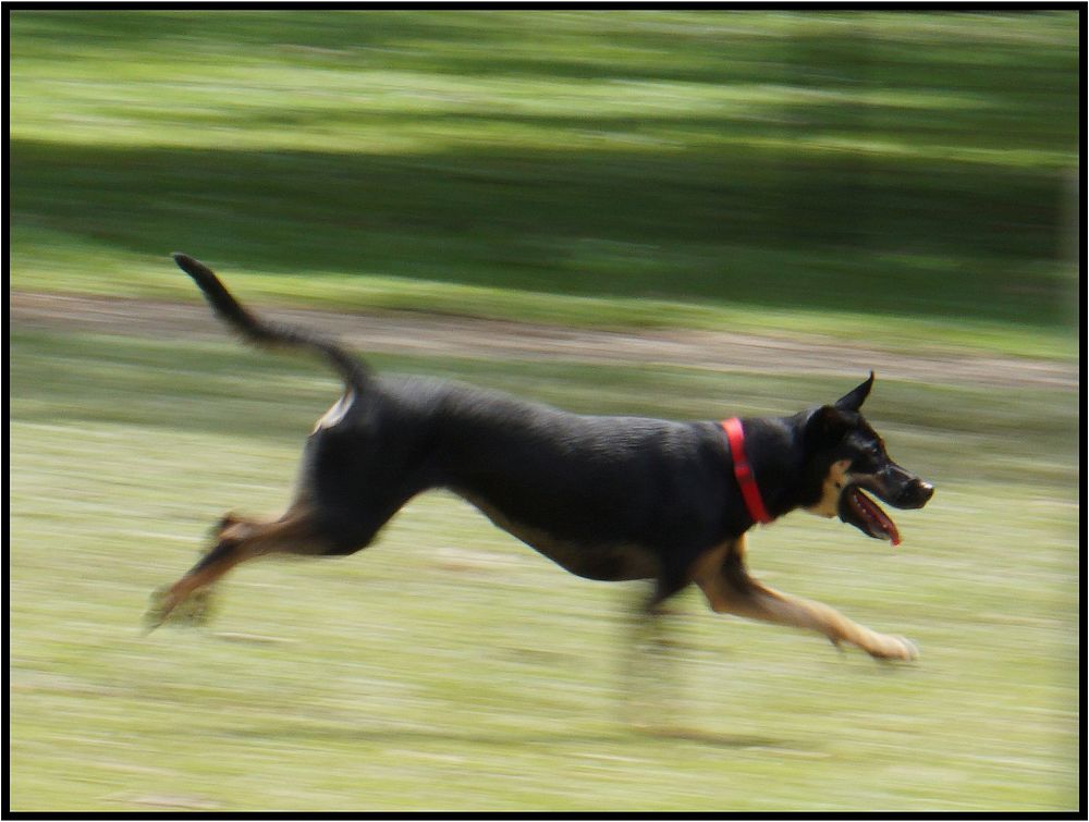 Park running playful happy dog. 