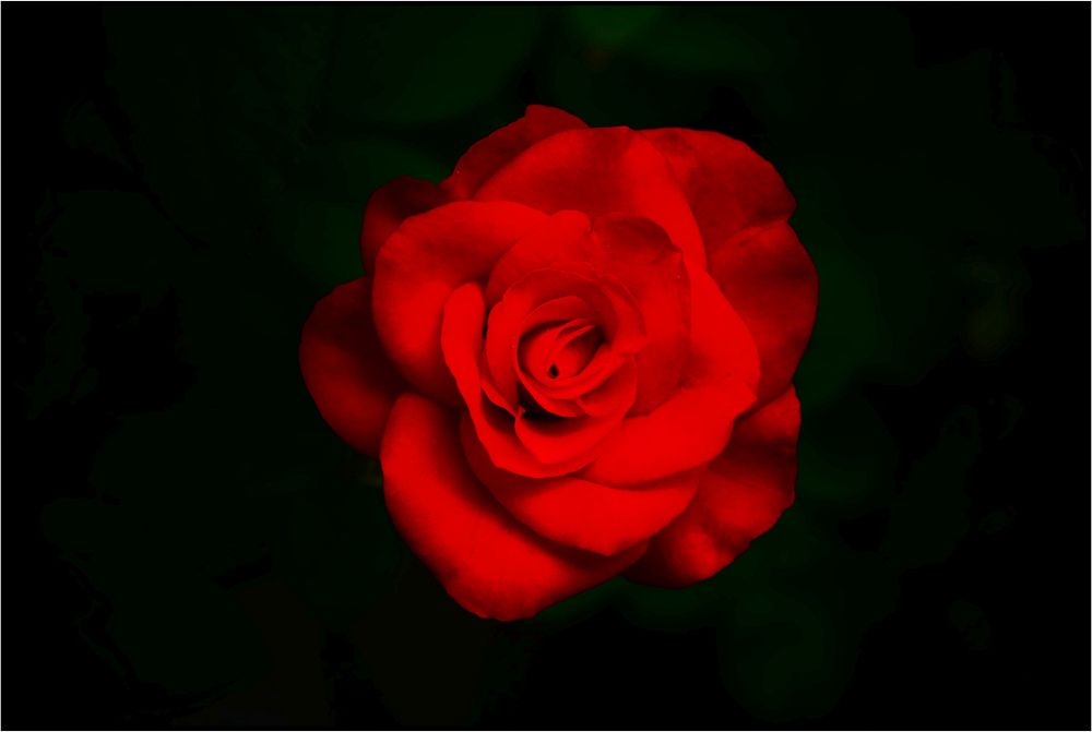 Red blooming rose, romantic flower.